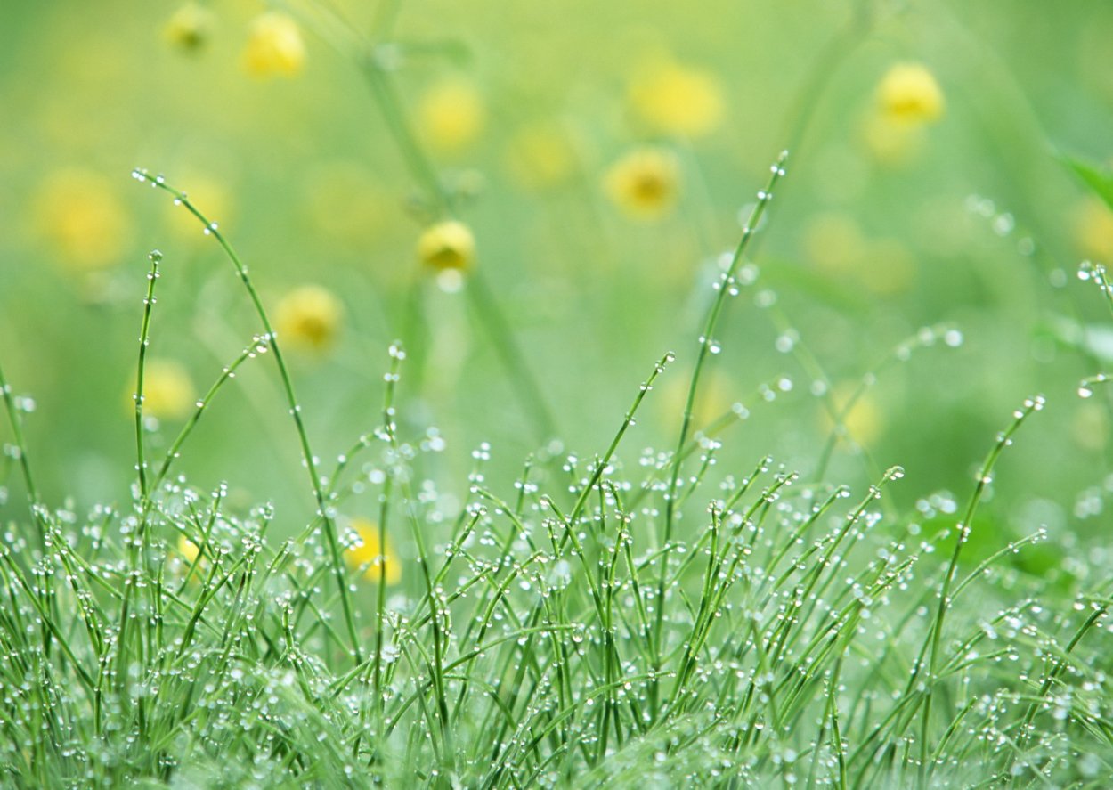 Роса на траве