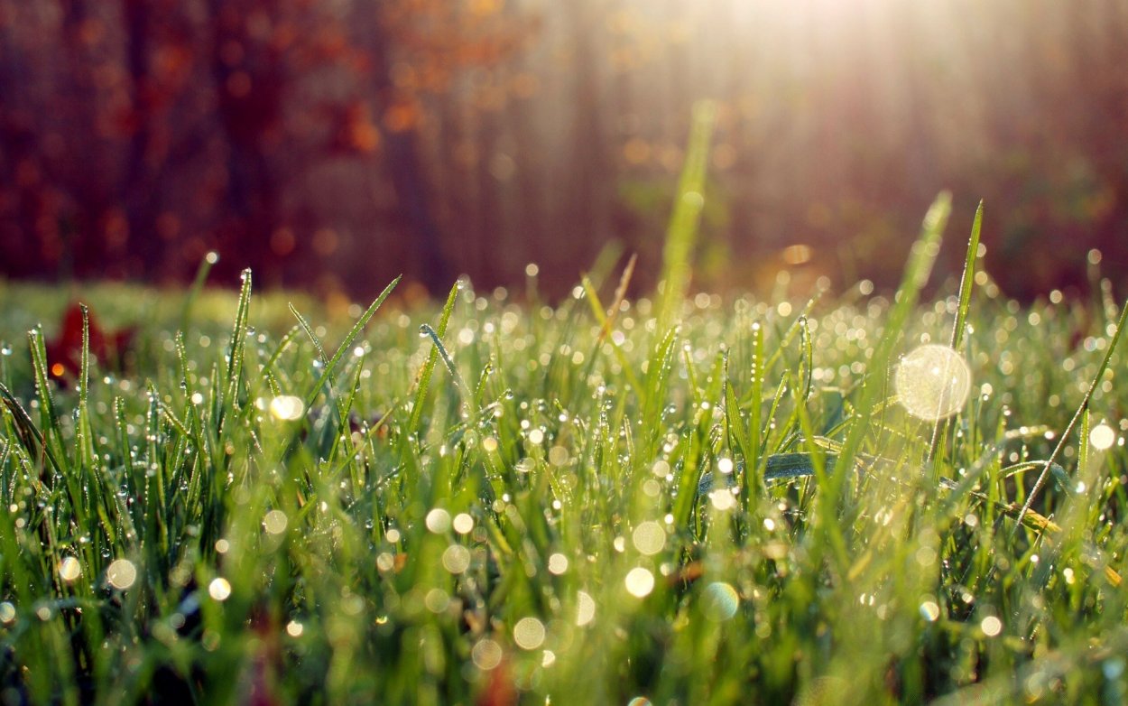 Дождь и солнце