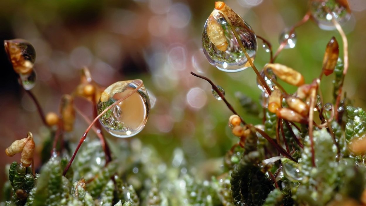 Макросъемка природа