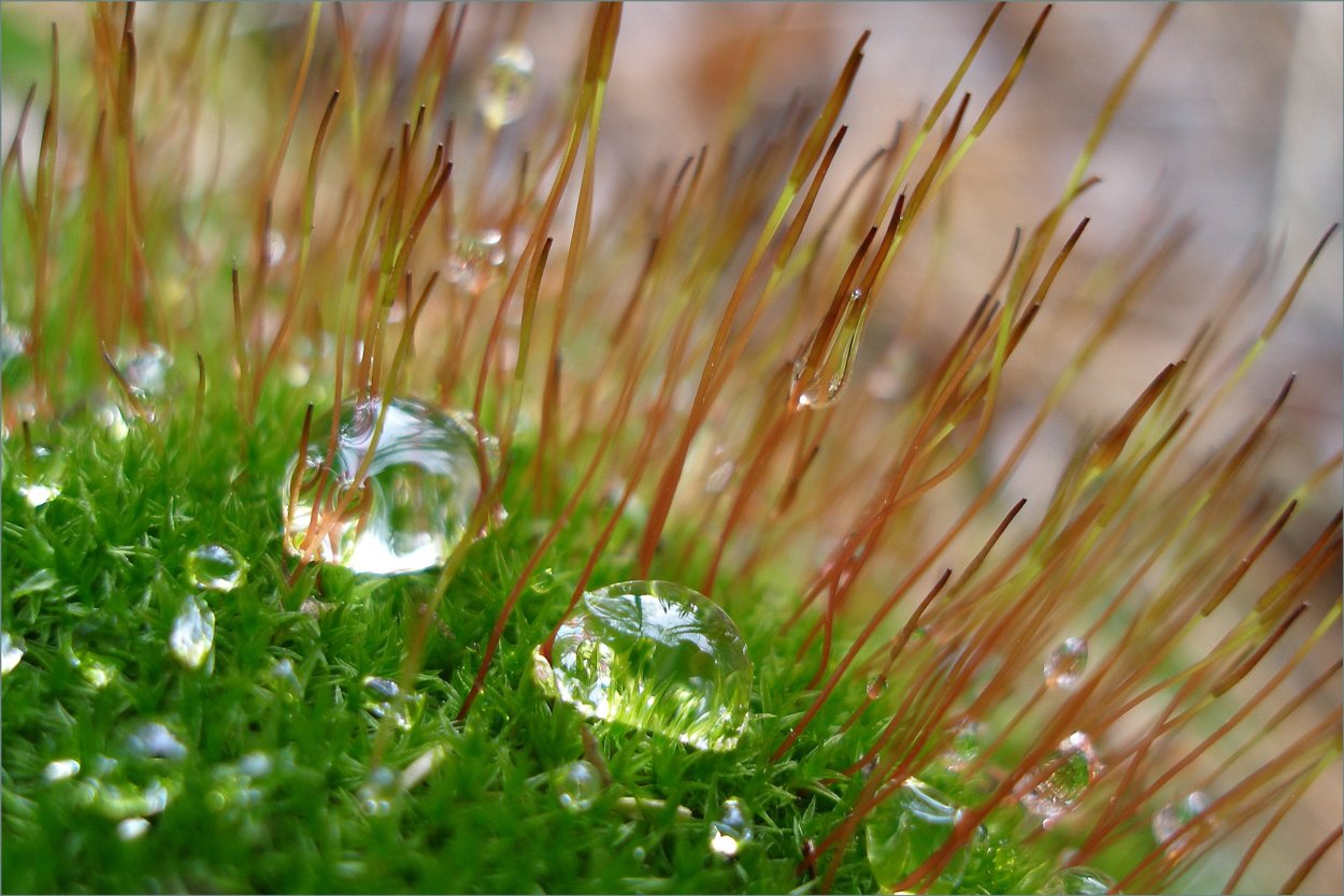 Капля утренней росы