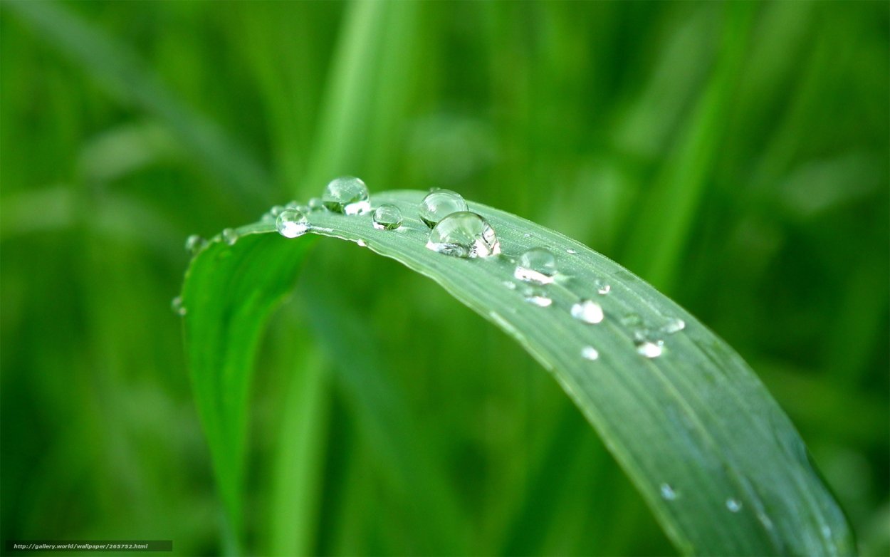 Капельки воды на траве