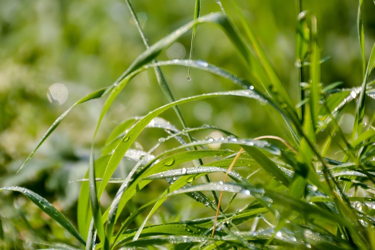 Роса на траве Луговой