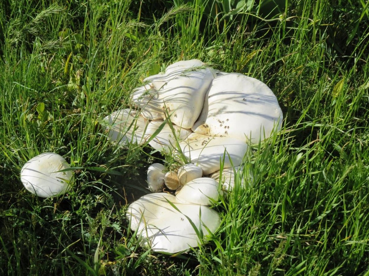 Степные грибы Казахстана