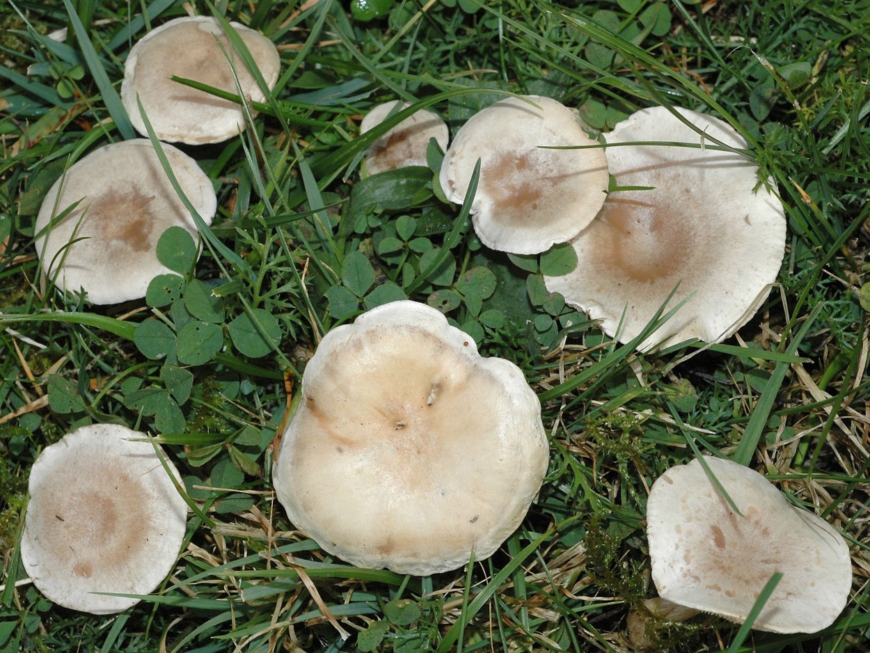 Говорушка беловатая (Clitocybe rivulosa)