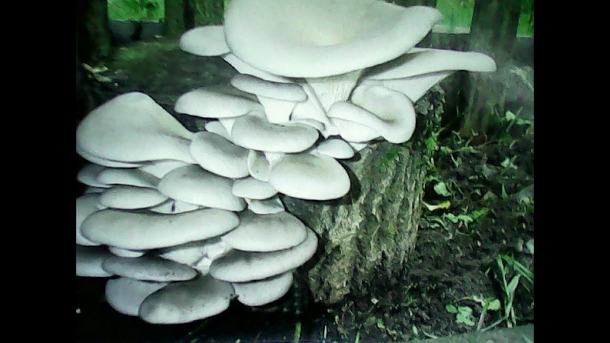 Королевская вешенка на пеньках