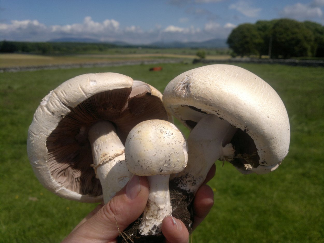 Шампиньон полевой Agaricus arvensis