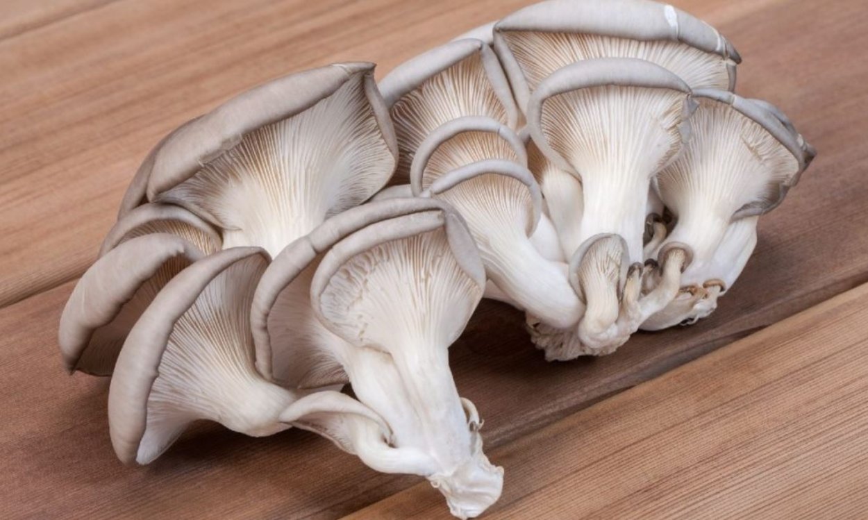 Грибы вёшенки