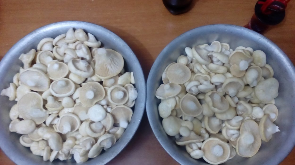 Малайсары грибы