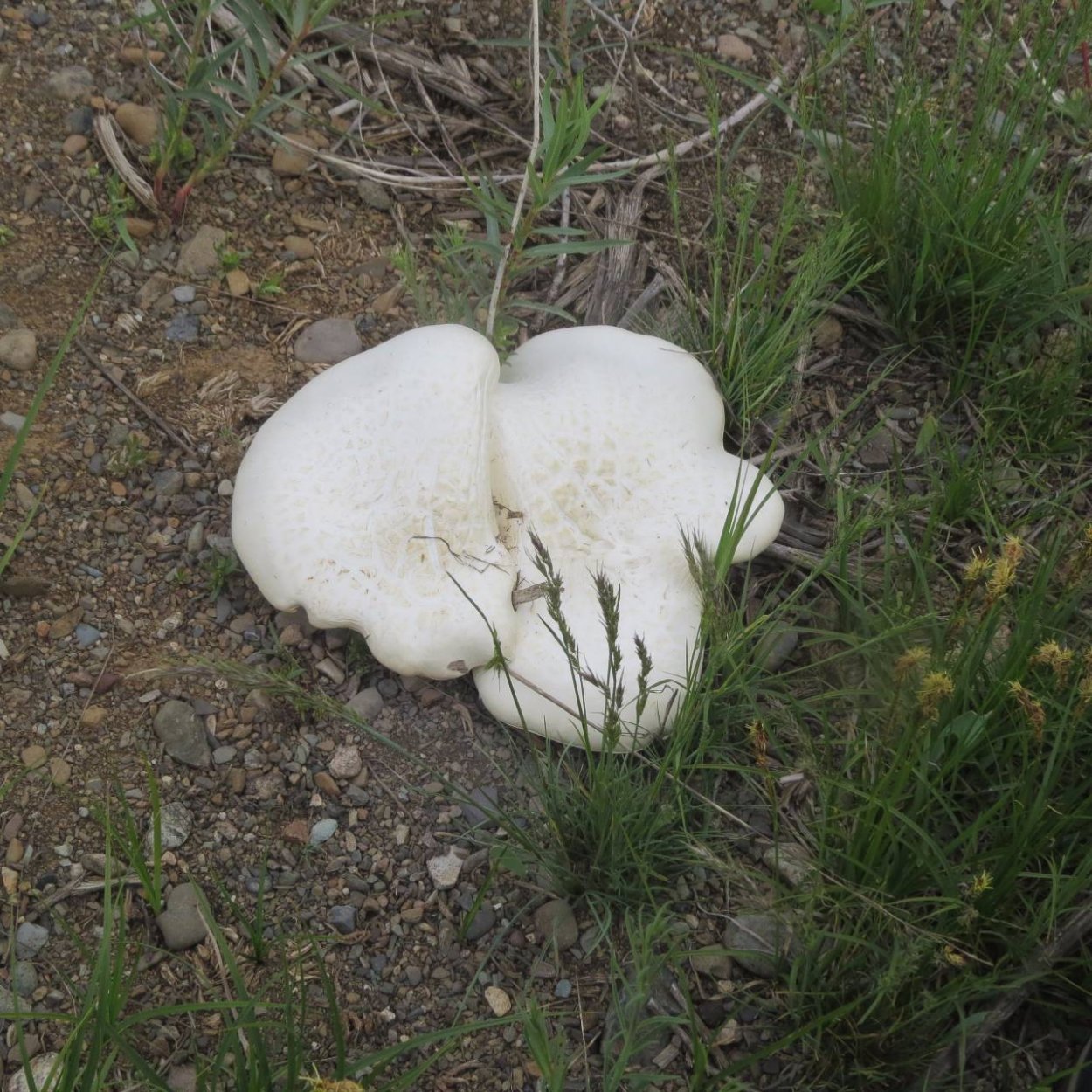 Грибы Крыма однобочка Степная