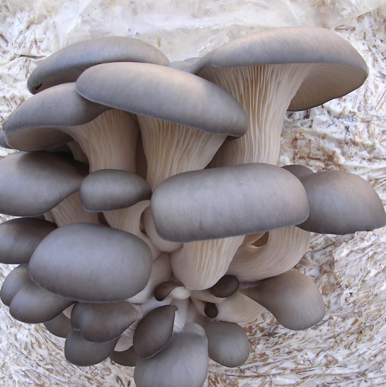 Гриб Королевская вешенка