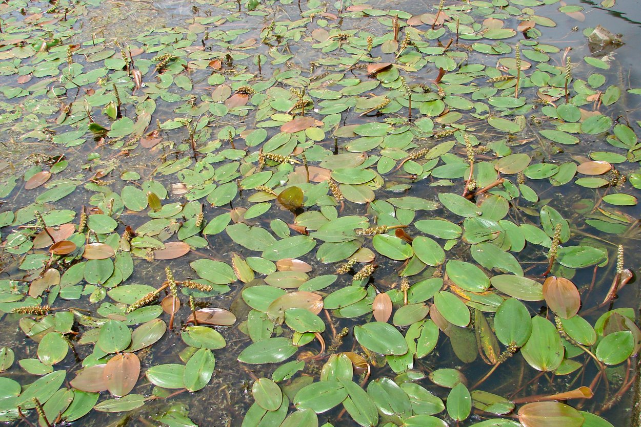 Горошница.Гороховая каша