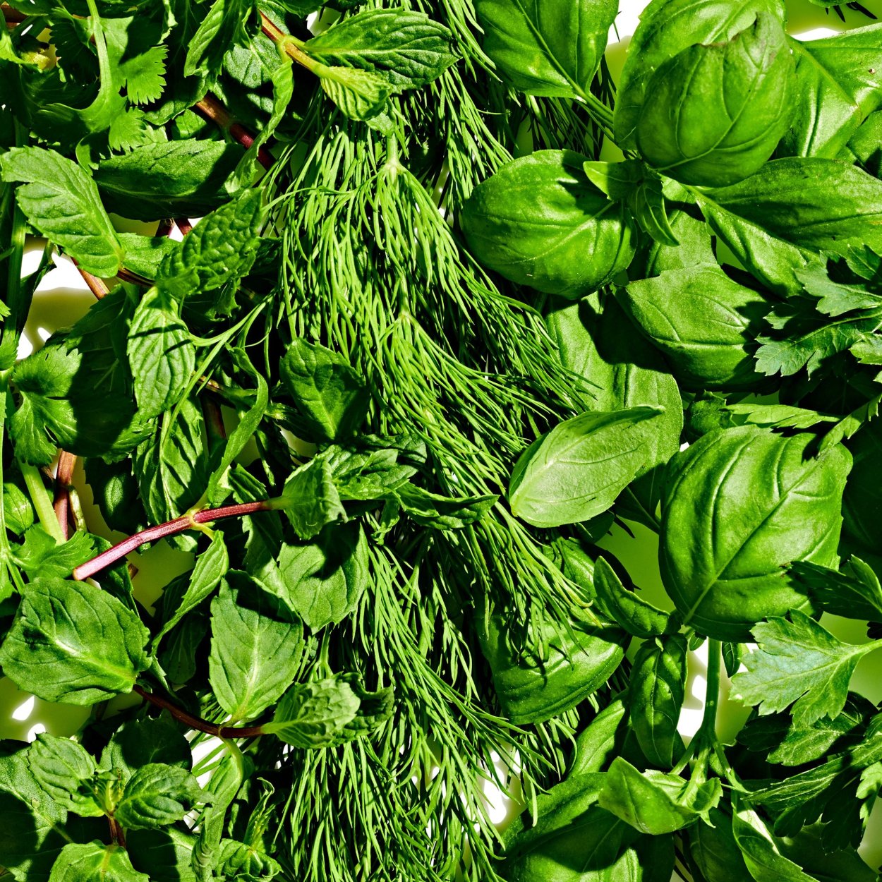 Мокрица сорняк огородный