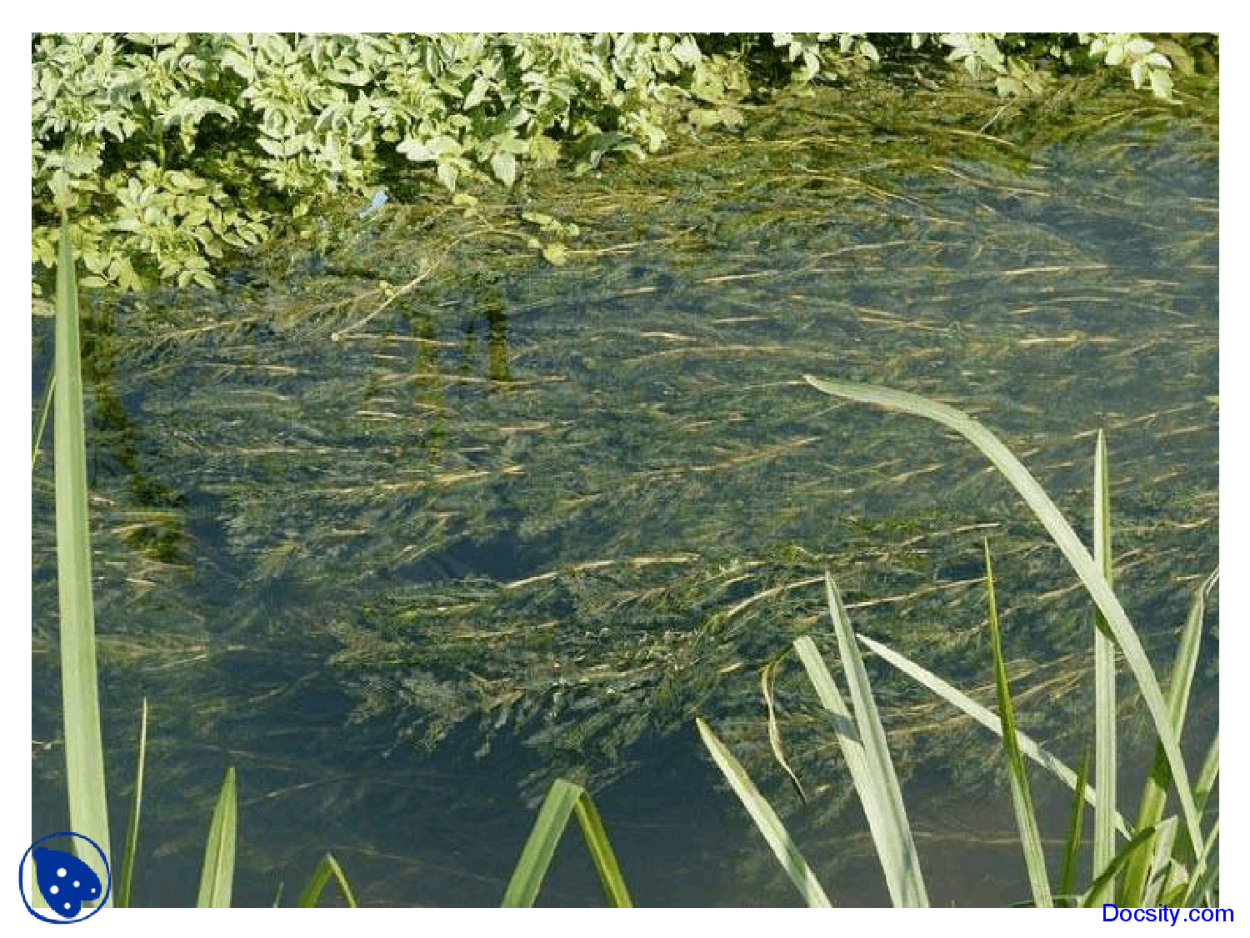 Мятлик Луговой - 5%