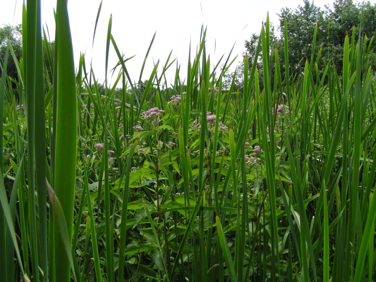 Растения для пряной грядки