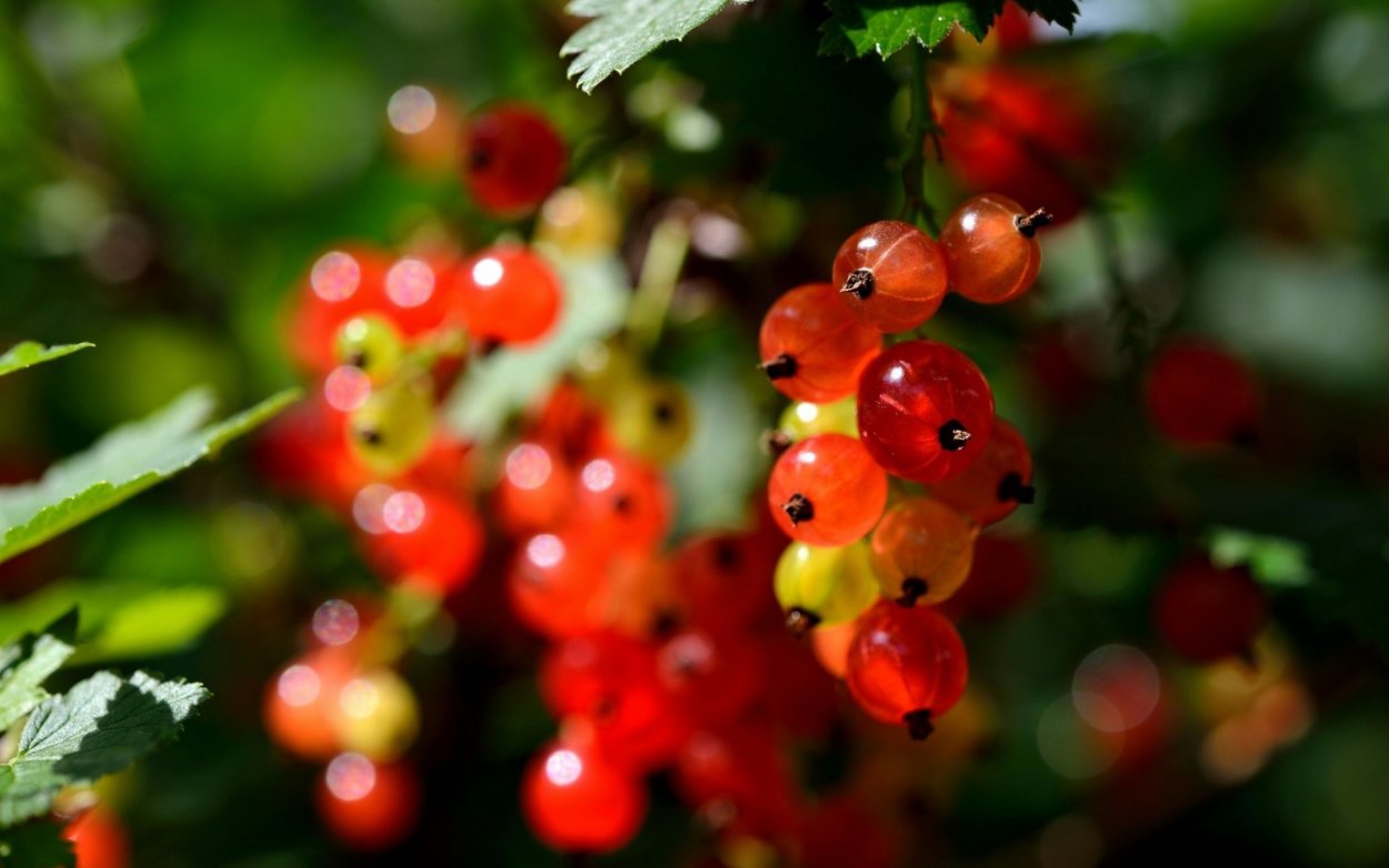 Природа ягоды