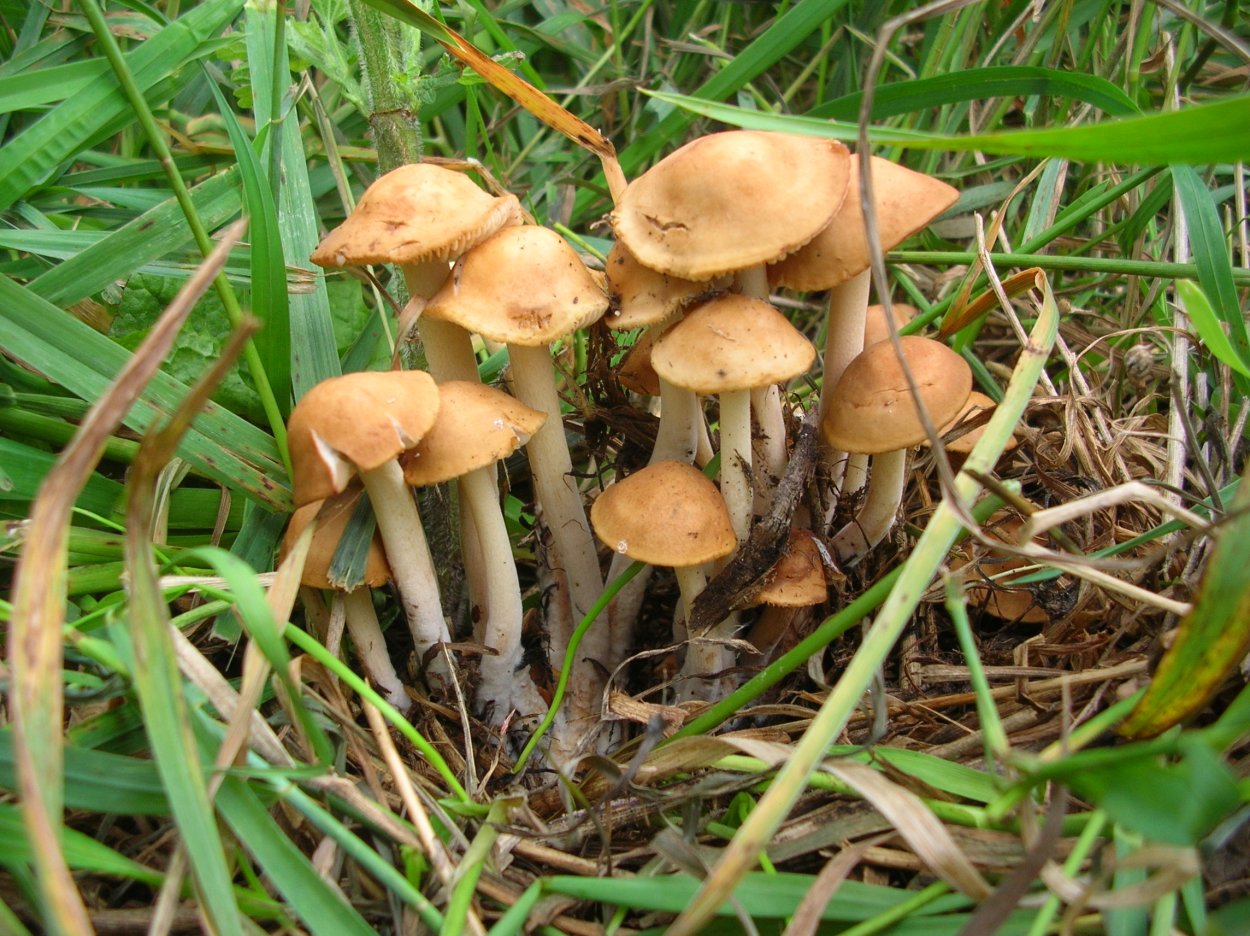 Опенок Луговой Marasmius Oreades