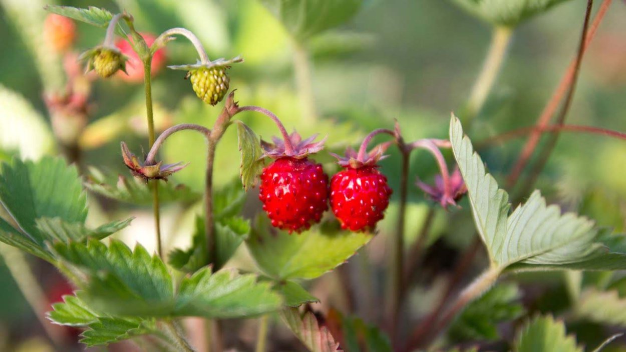 Уральская Лесная клубника