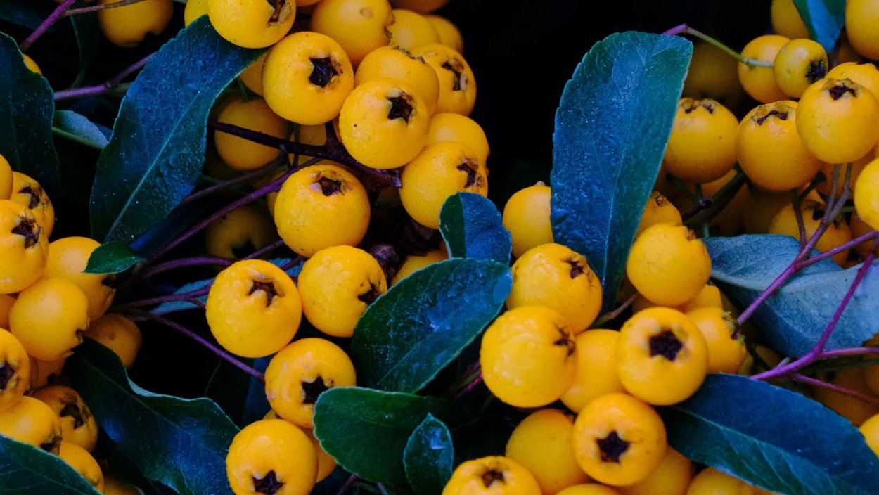 Желтая ягода