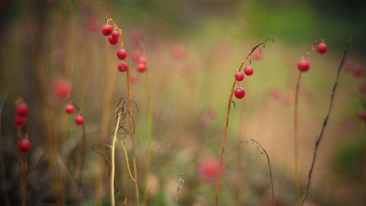 Природа ягоды макро