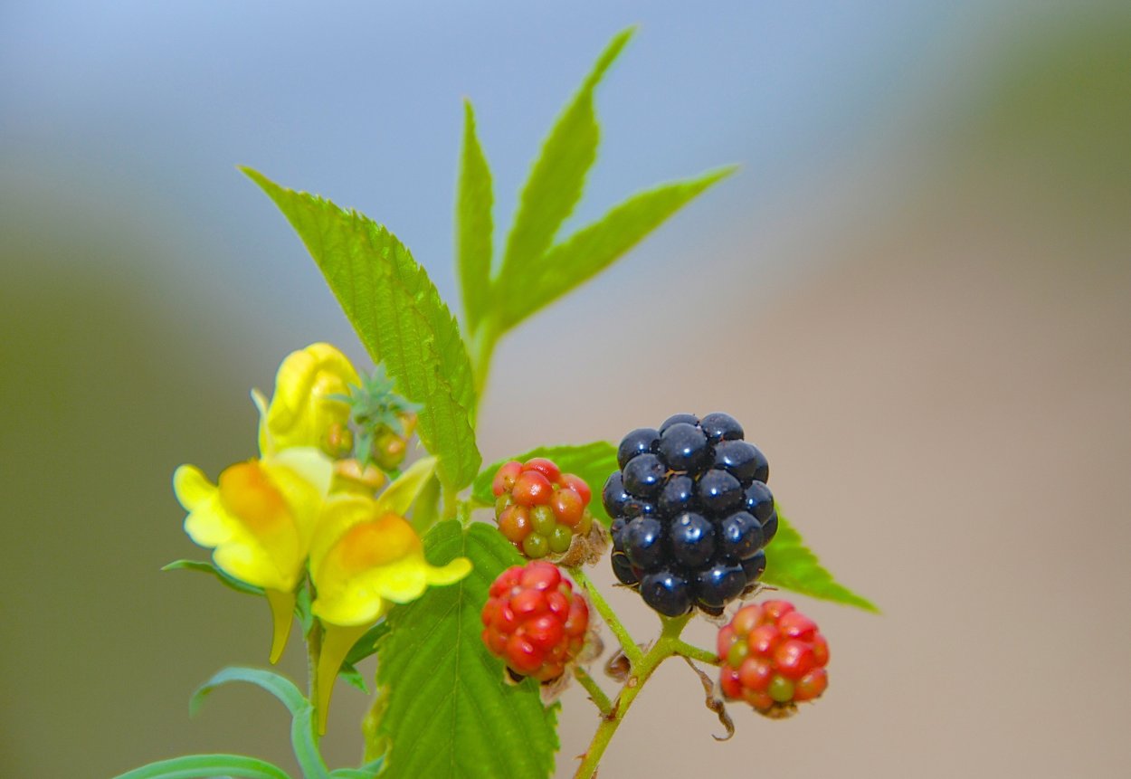 Яркие растения с ягодами