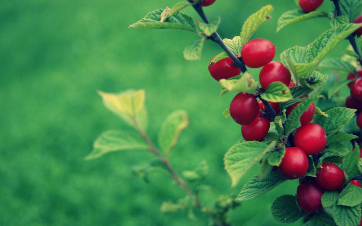 Вишня войлочная лето