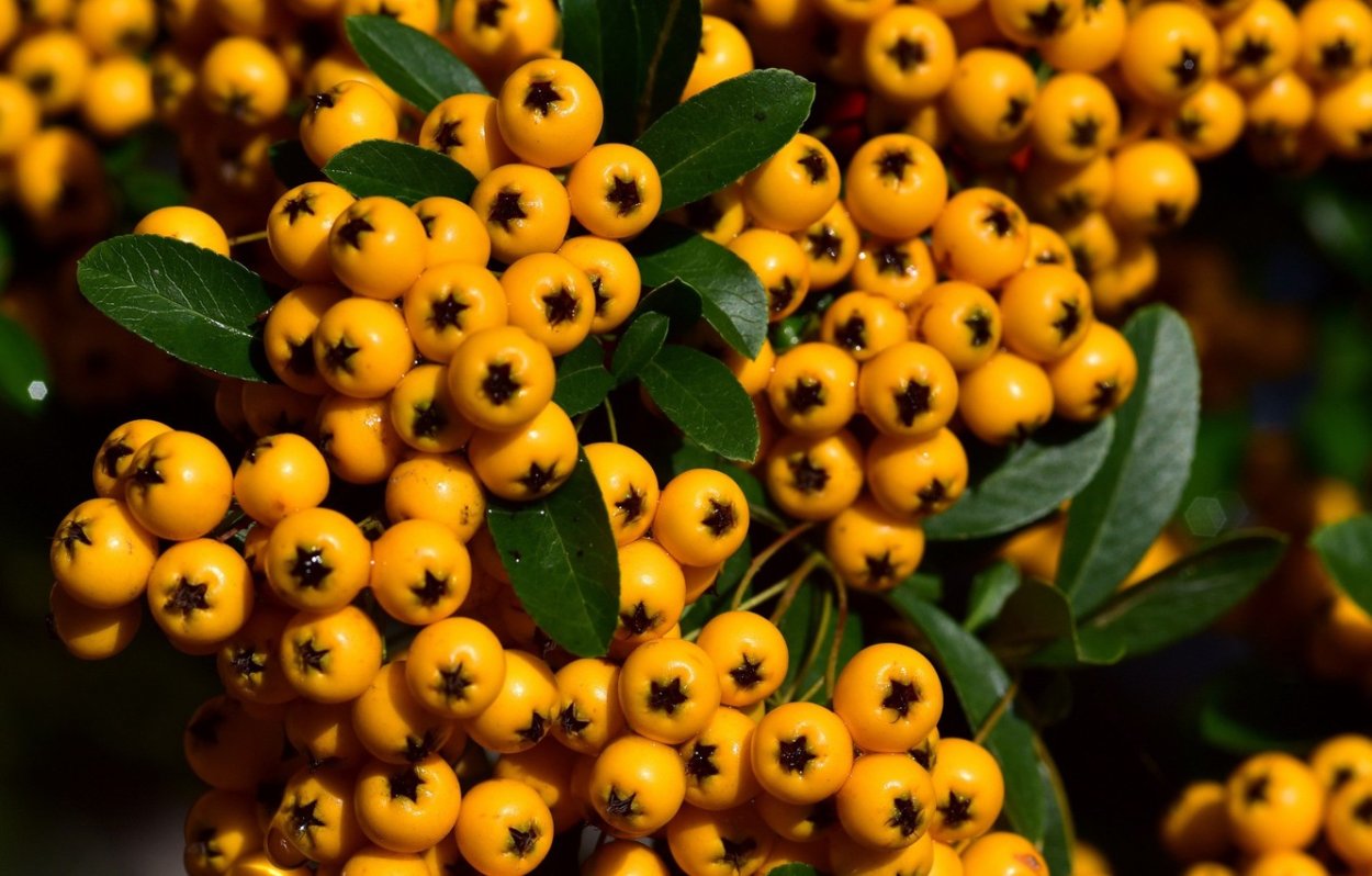 Ягоды желтого цвета