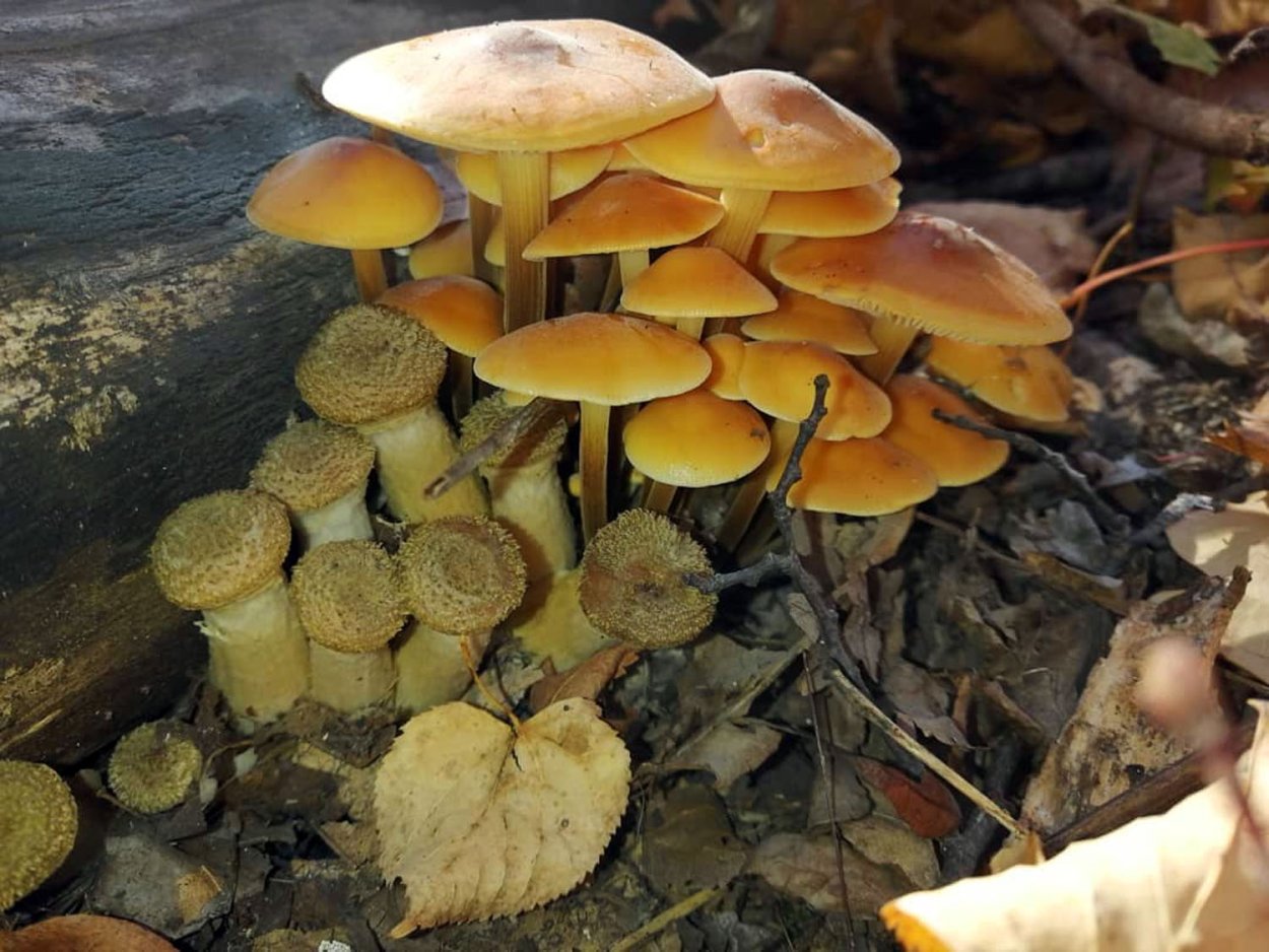 Опенок осенний (Armillaria mellea; Armillaria Borealis