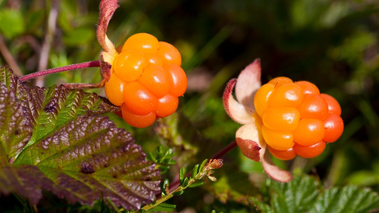 Морошка куманика