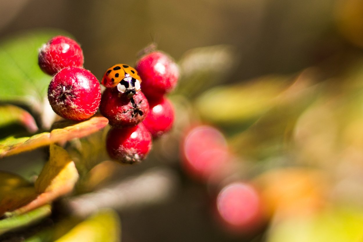 Макросъемка осень ягоды