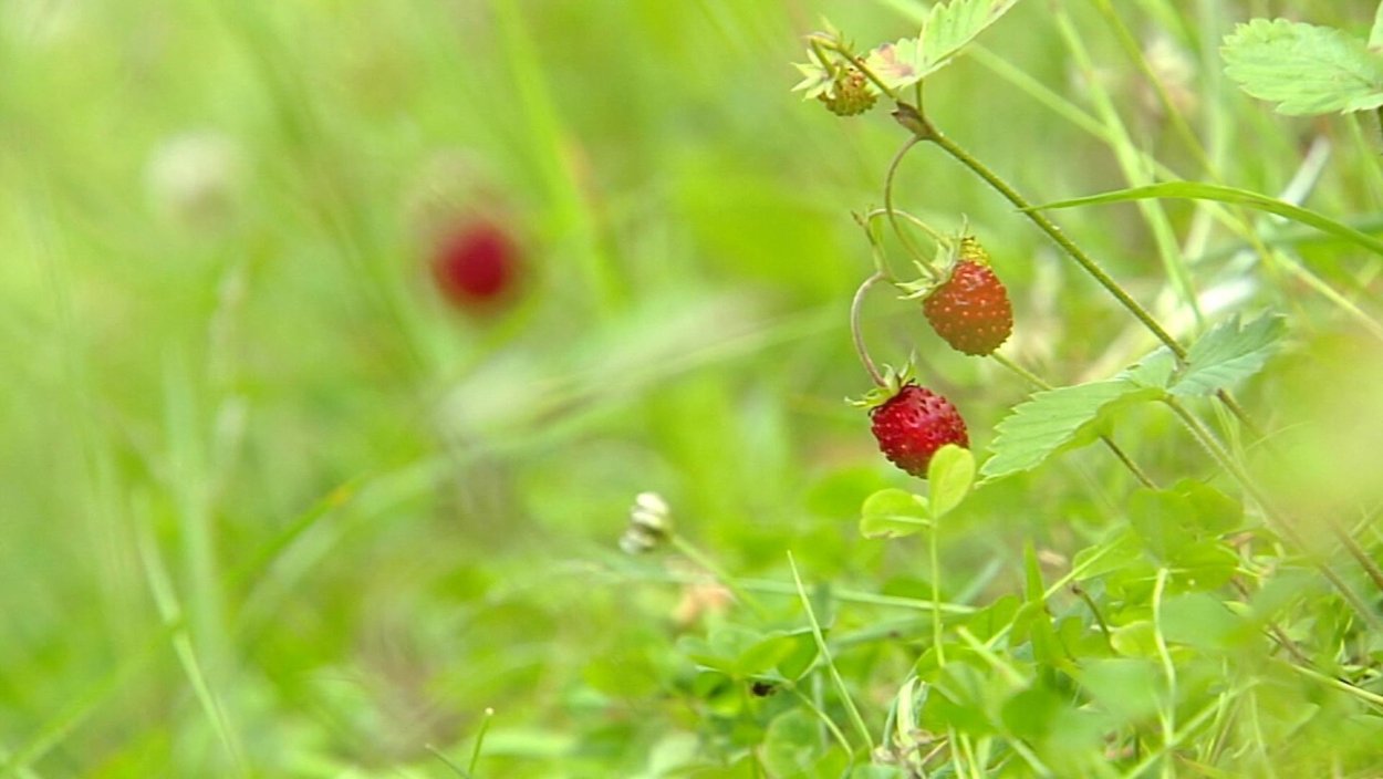 Ракша Земляничная Поляна