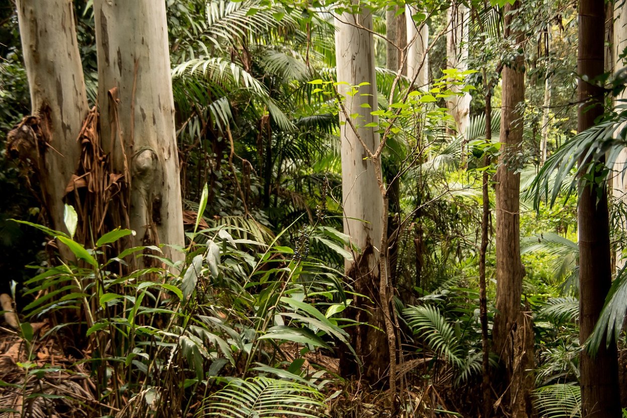 Растения в тропических лесах