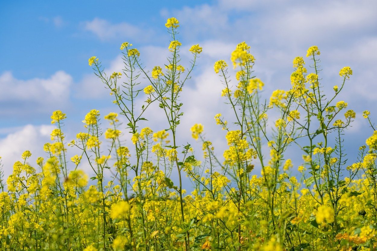 Луговые дикоросы желтые