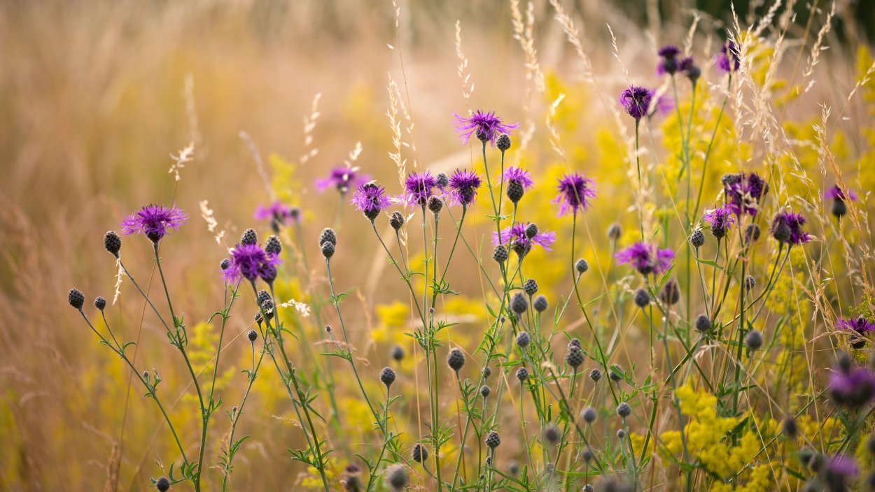 Рапс полевой сиреневый