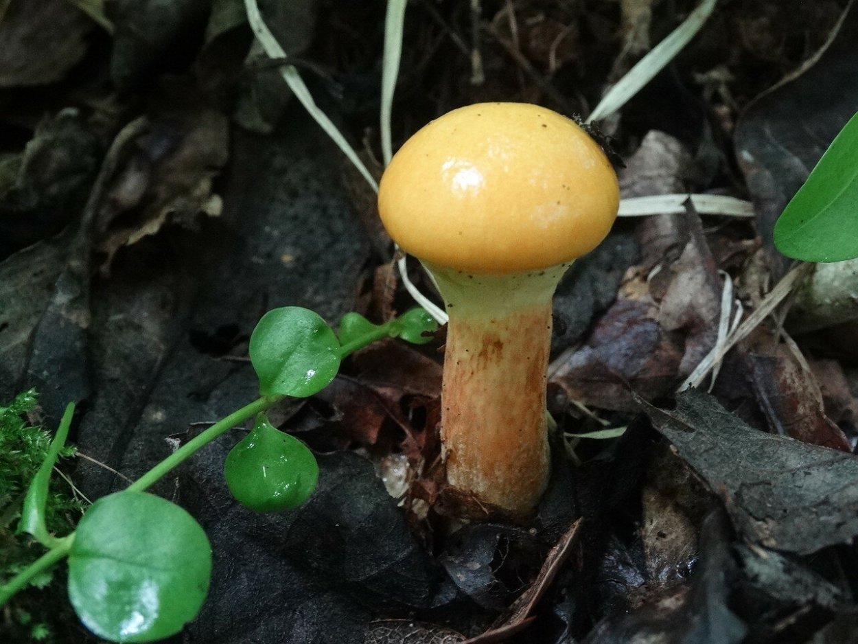 Масленок Пихтовый