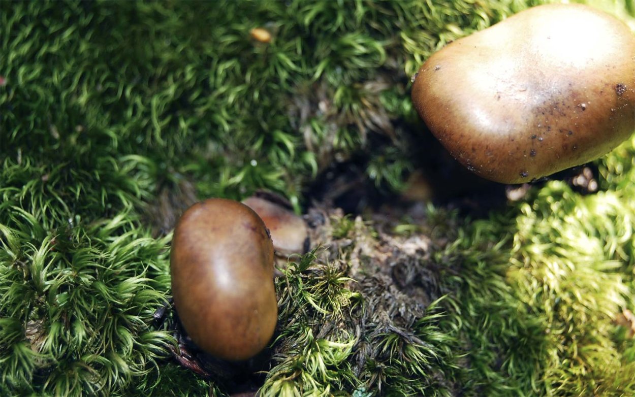 Масленок фиолетовый