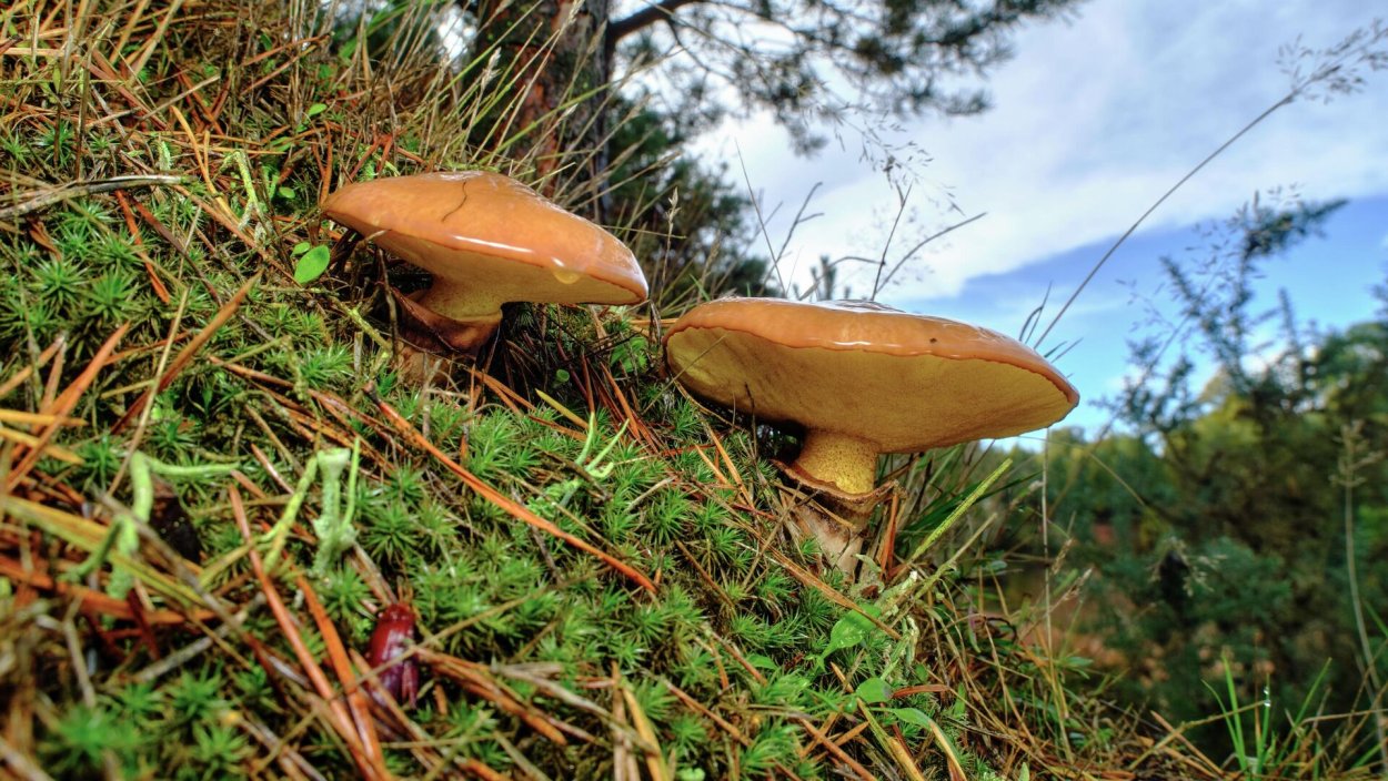 Масленок гименофор