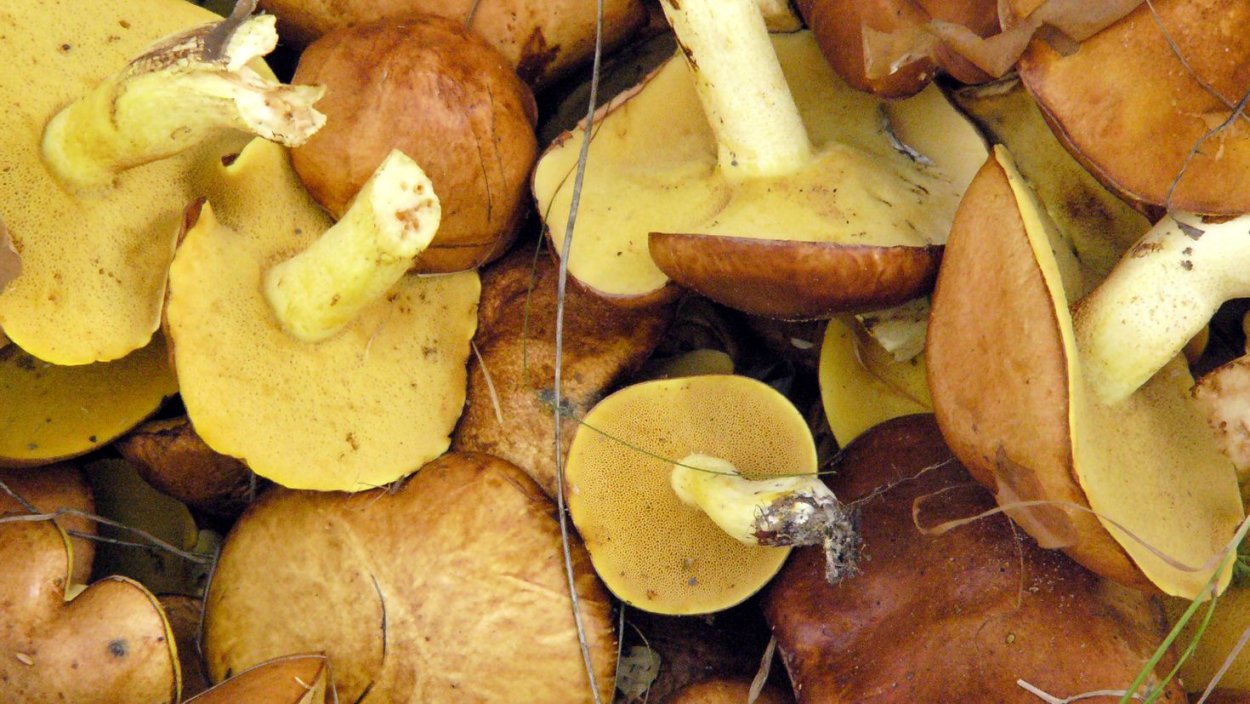 Маслята переростки