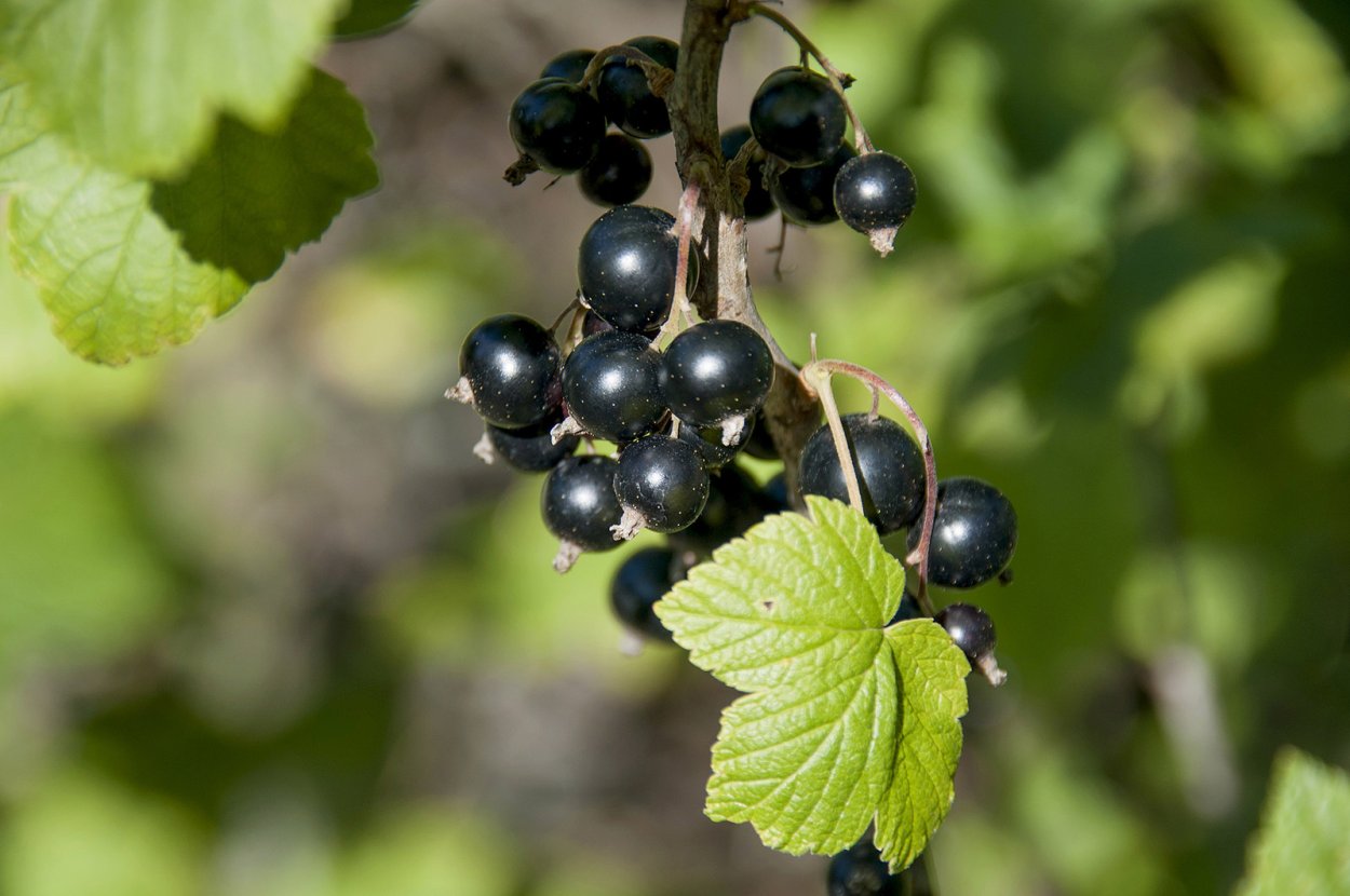 Семена черной смородины