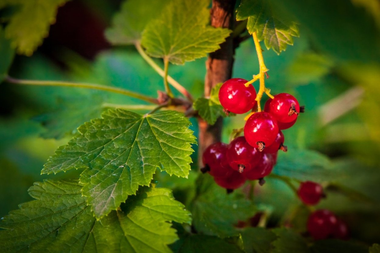 Смородина красная