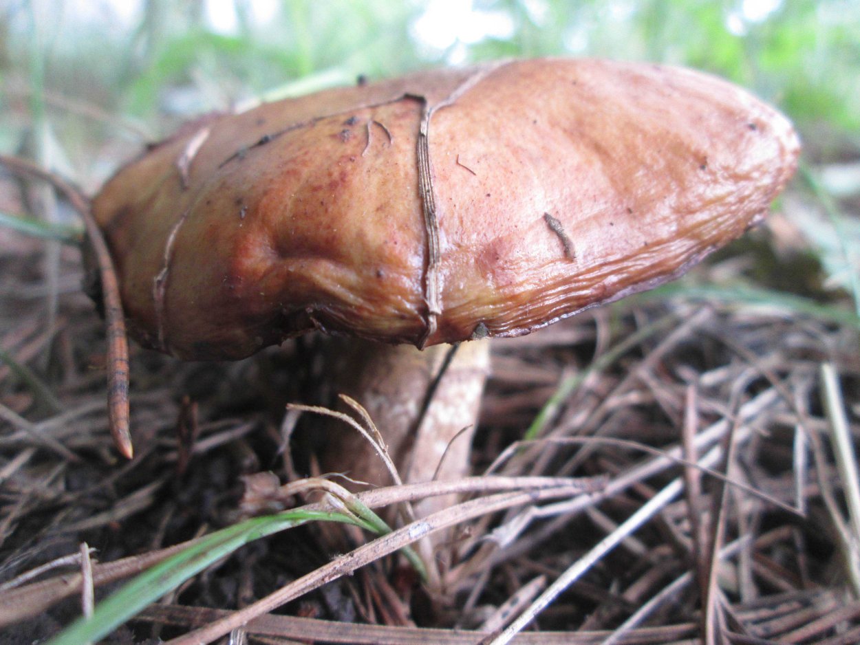 Грибы в Подмосковье маслята