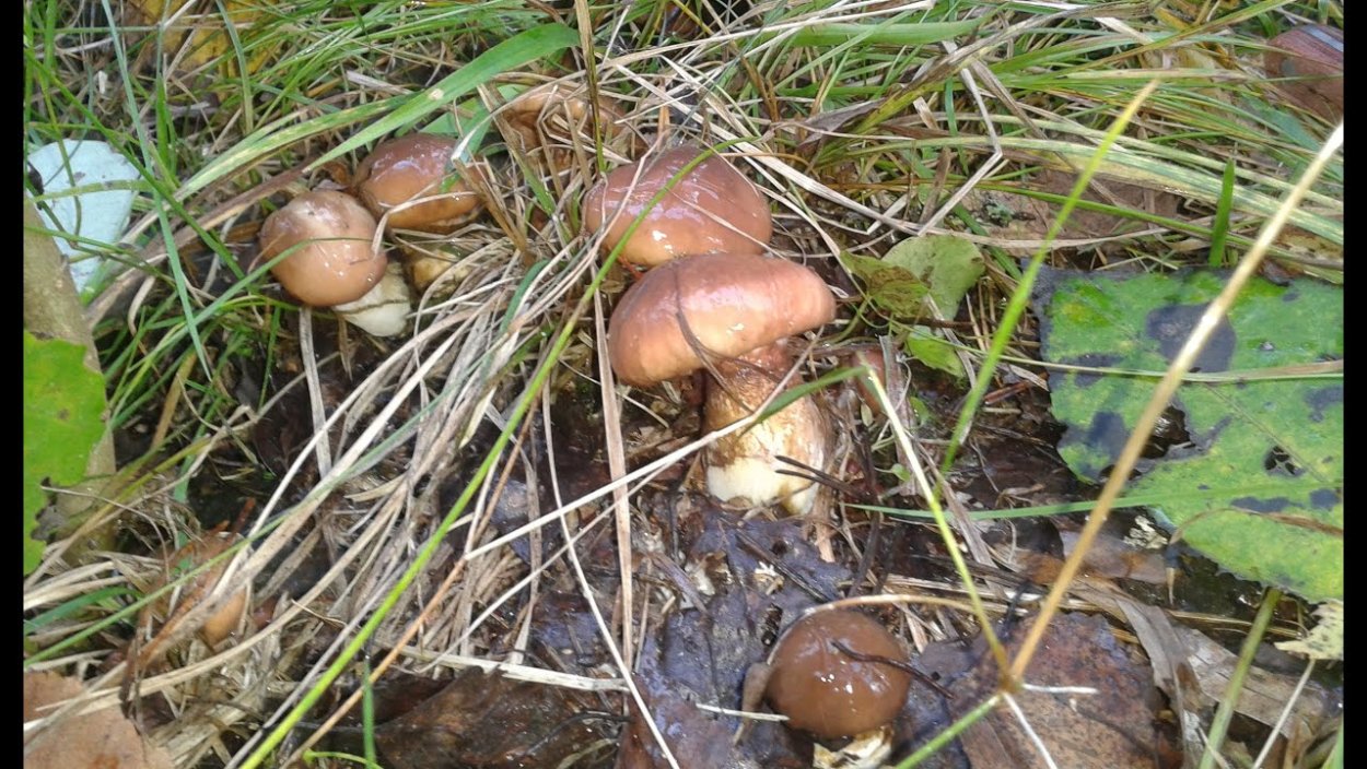 Грибы маслята