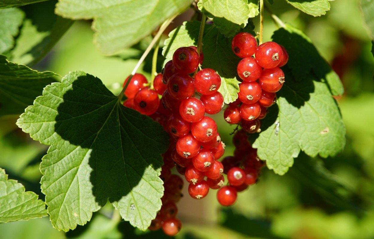 Смородина красная Валенсия