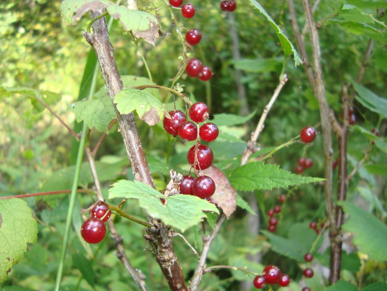 Смородина Лесная дикорастущая