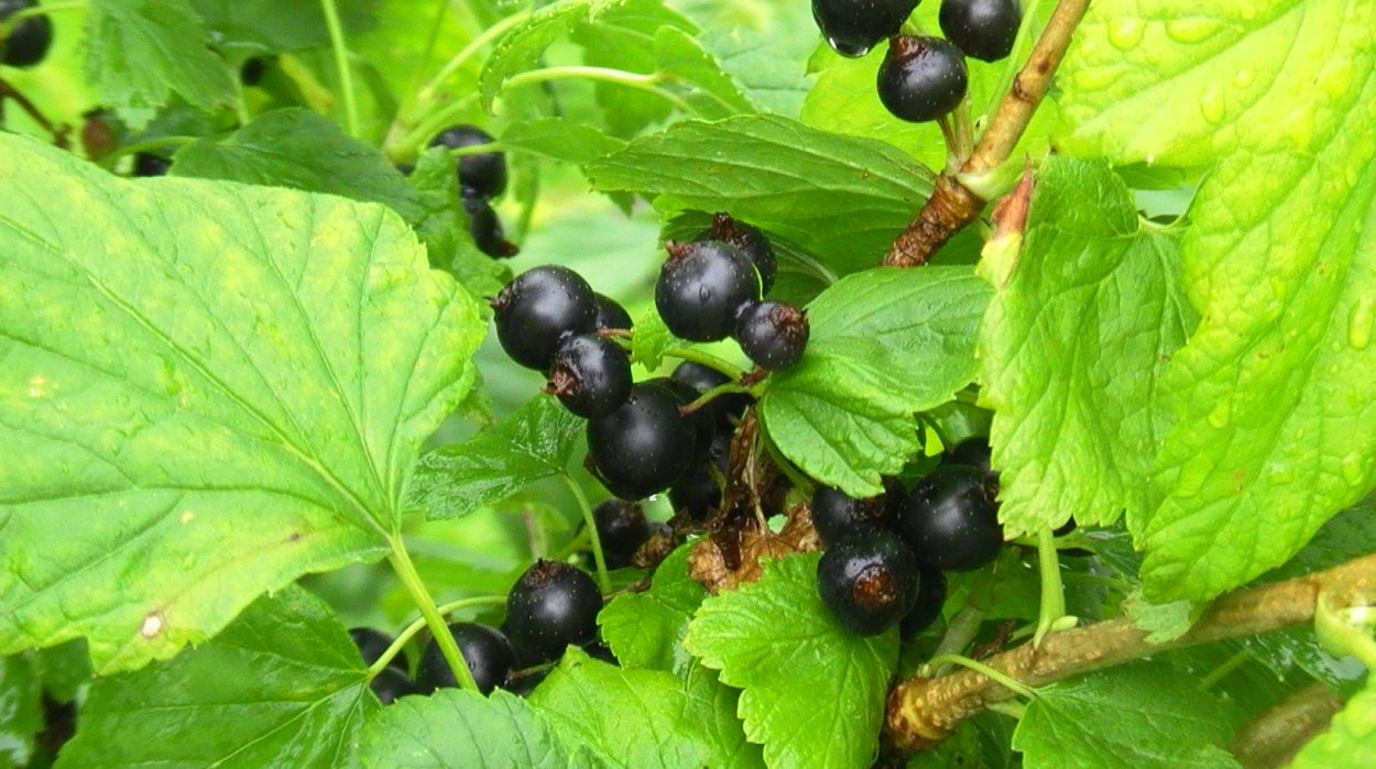 Лесная черная смородина