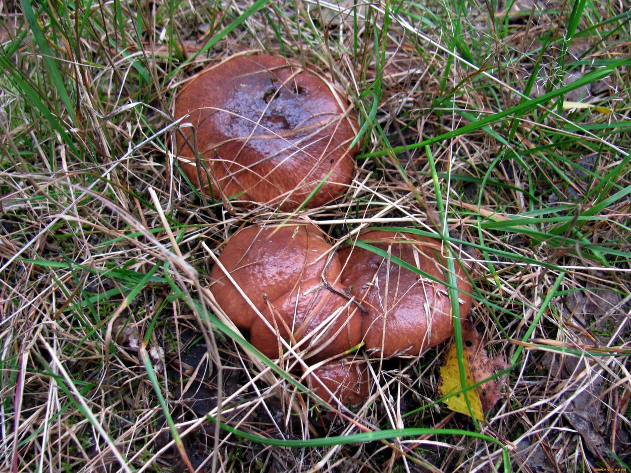 Моховик красный Hortiboletus rubellus
