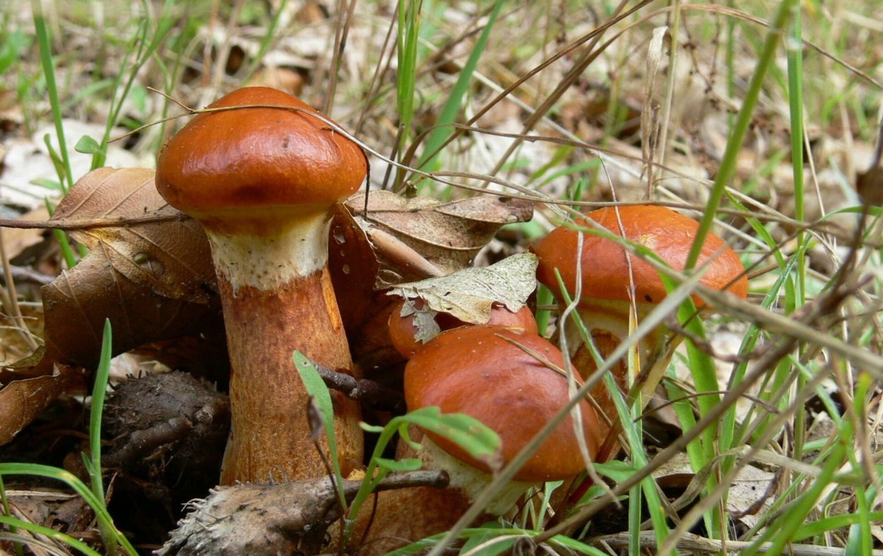 Масленок рыжий