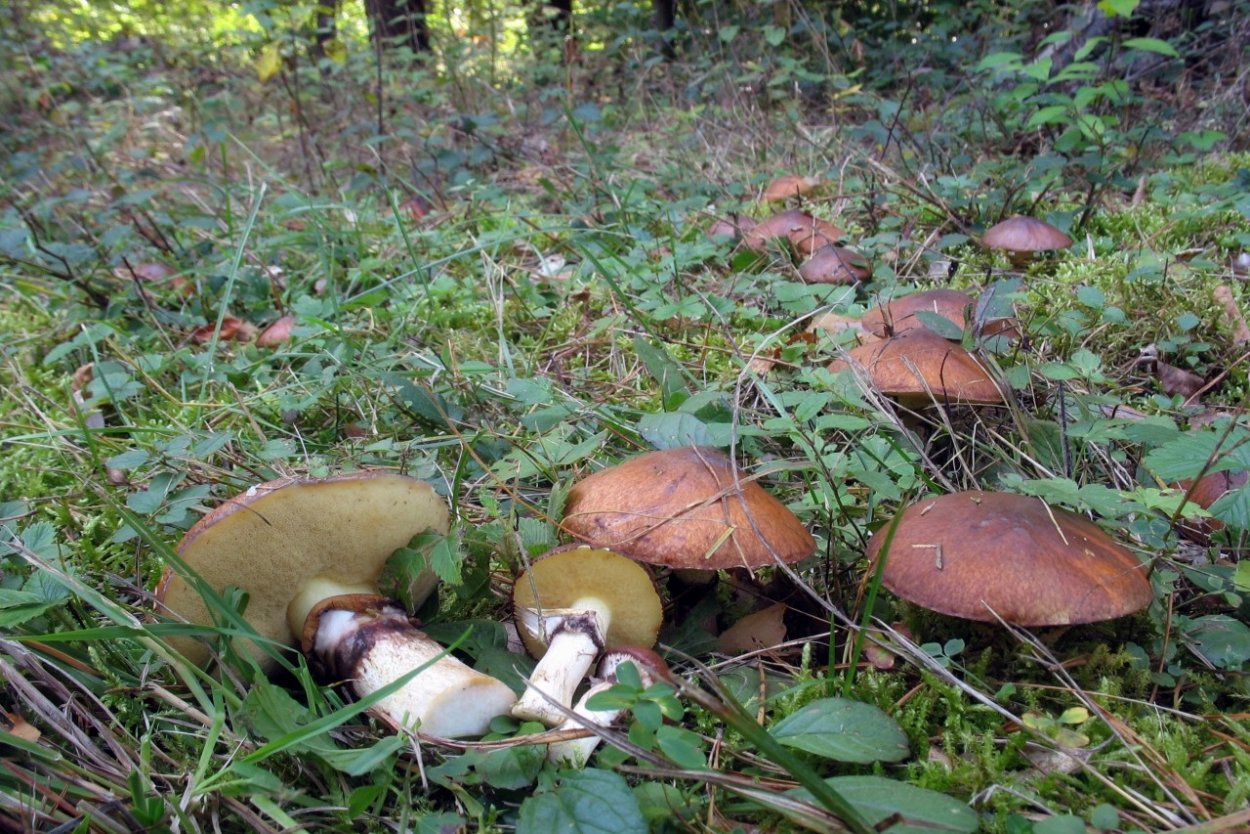 Лже маслёнок