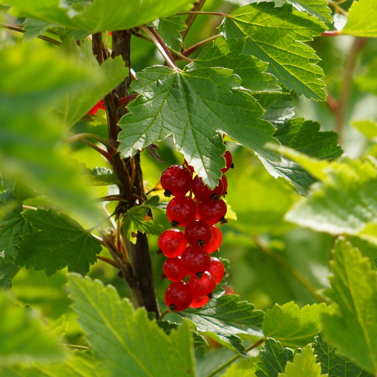 Смородина красная ribes rubrum красная Кузьмина