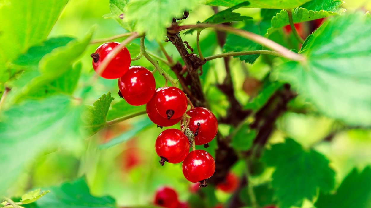 Куст красная смородина Лесная