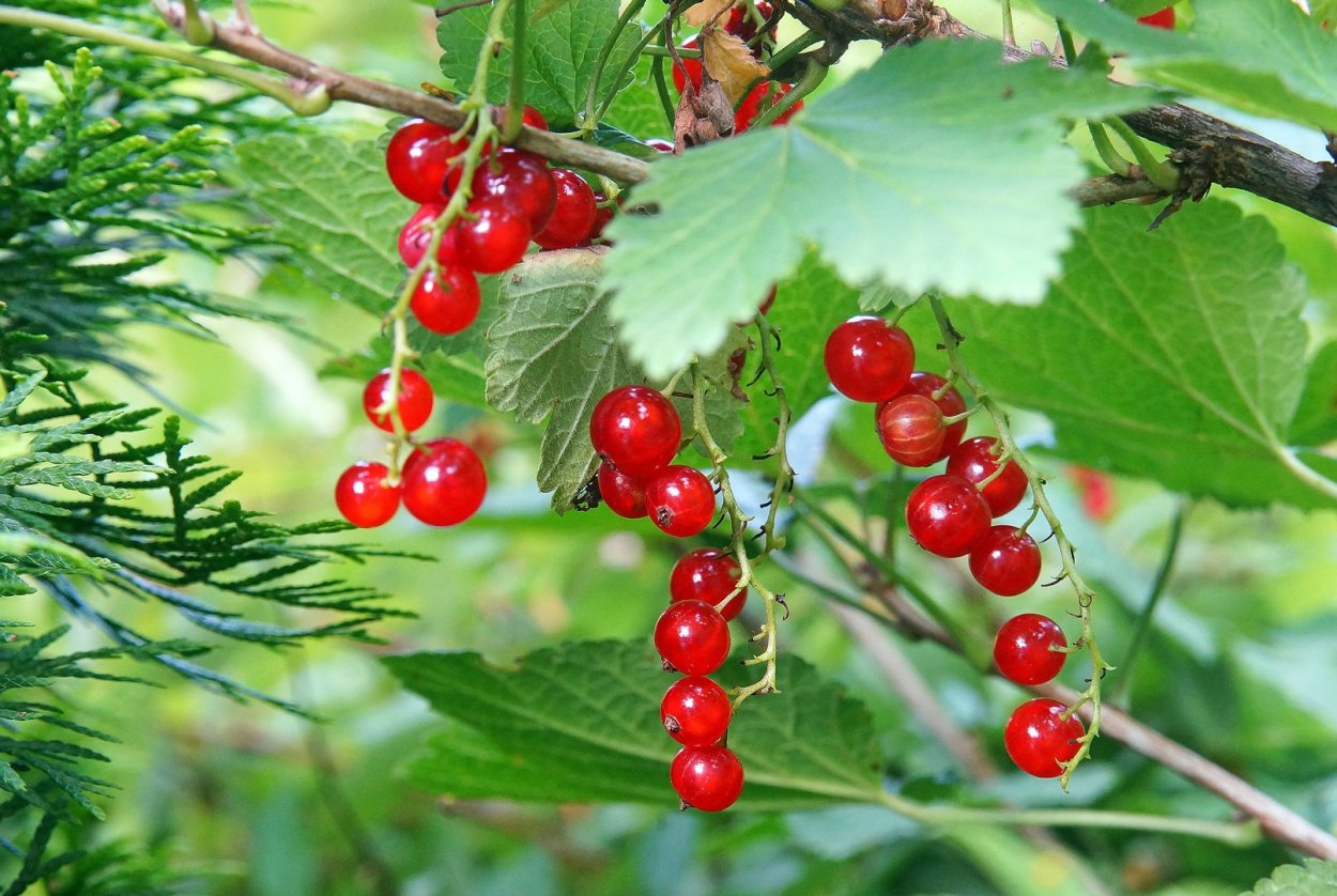 Дикая красная смородина